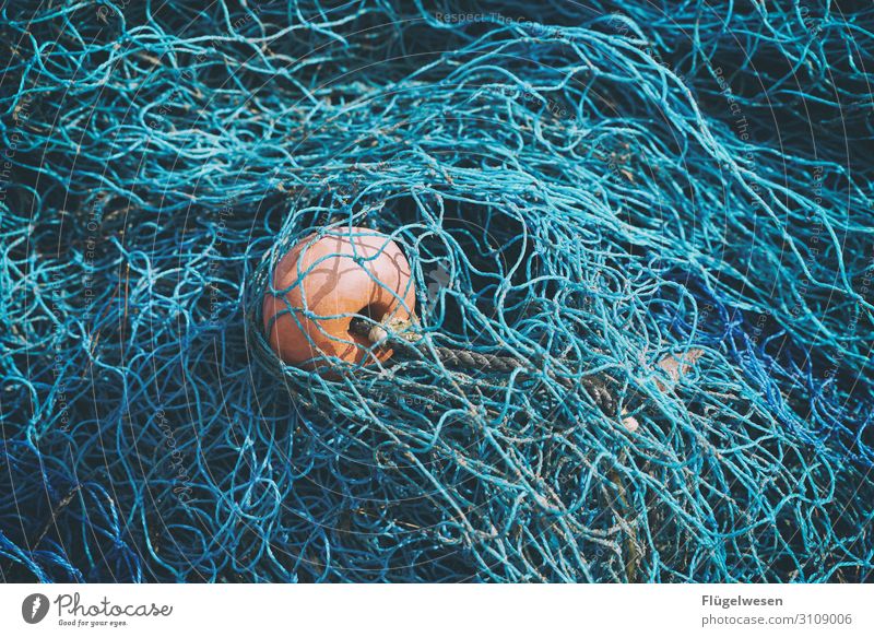 Netzwerken I Angeln Fischereiwirtschaft Kescher Gebiss fangen einfangen einnetzen Lebensmittel Meeresfrüchte Ernährung Gesunde Ernährung Speise Mittagessen