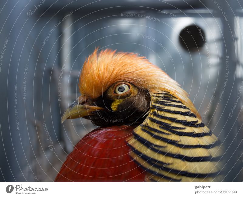 Ein Vogel namens Firle-Franz Natur Tier 1 exotisch Fröhlichkeit lustig mehrfarbig bizarr Design Farbe einzigartig Kreativität Lebensfreude schön Farbfoto