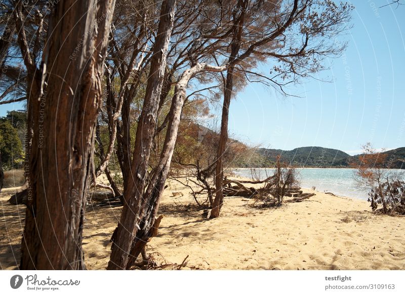 küste Umwelt Natur Landschaft Pflanze Urelemente Erde Sand Himmel Sommer Klima Schönes Wetter Baum Küste Meer Ferien & Urlaub & Reisen maritim Neuseeland