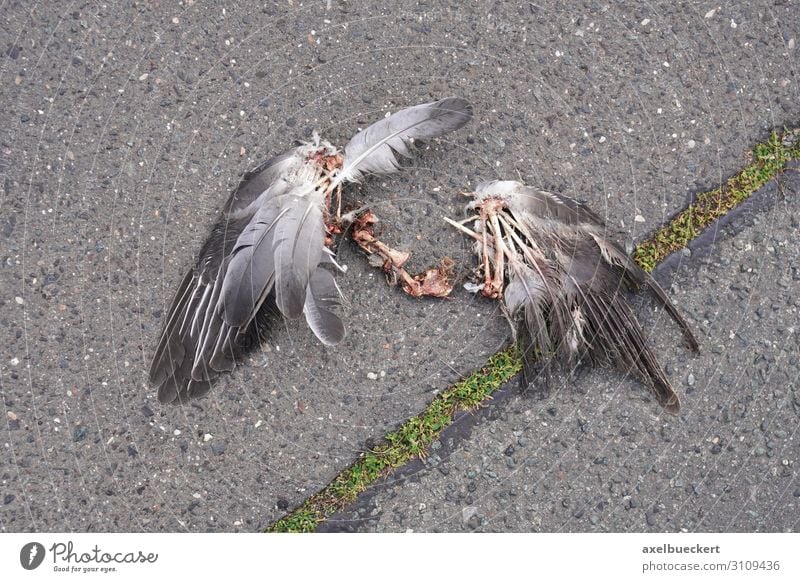 Vogel Kadaver Flügel Tier Totes Tier Taube 1 Tod kadaver Rest Knochen Straße Asphalt gebrochen Opfer Farbfoto Gedeckte Farben Außenaufnahme Menschenleer