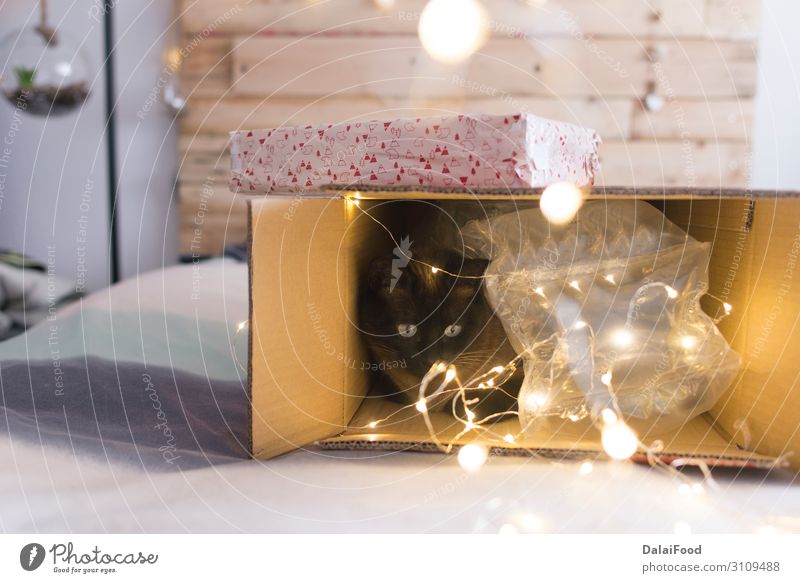 Katze in einer Box zur Weihnachtszeit schön Gesicht Erholung Feste & Feiern Weihnachten & Advent Silvester u. Neujahr Baby Tier Bekleidung Pelzmantel Haustier