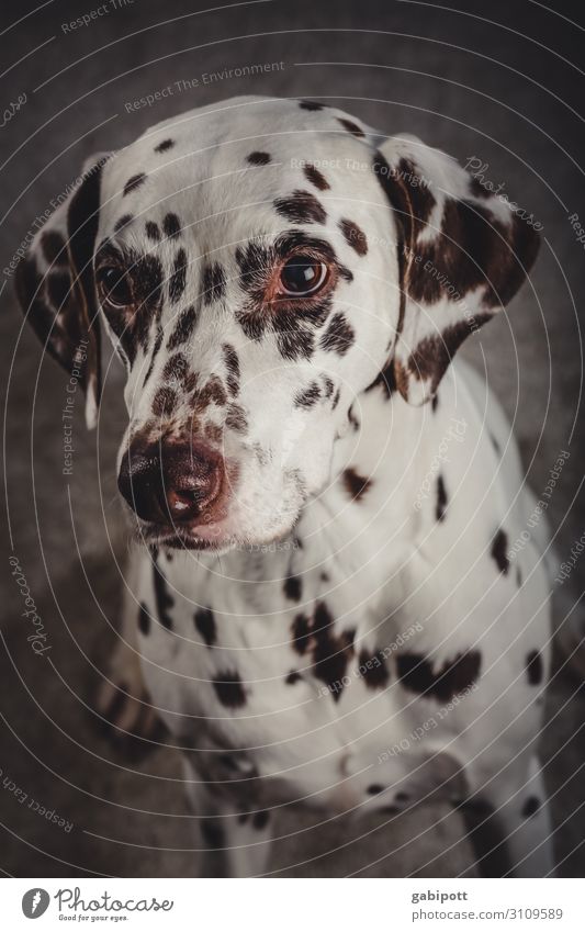 Junger Dalmatiner übt Hundeblick Haustier Farbfoto Tier niedlich Menschenleer Tierliebe Tiergesicht Innenaufnahme Tierporträt Schwache Tiefenschärfe