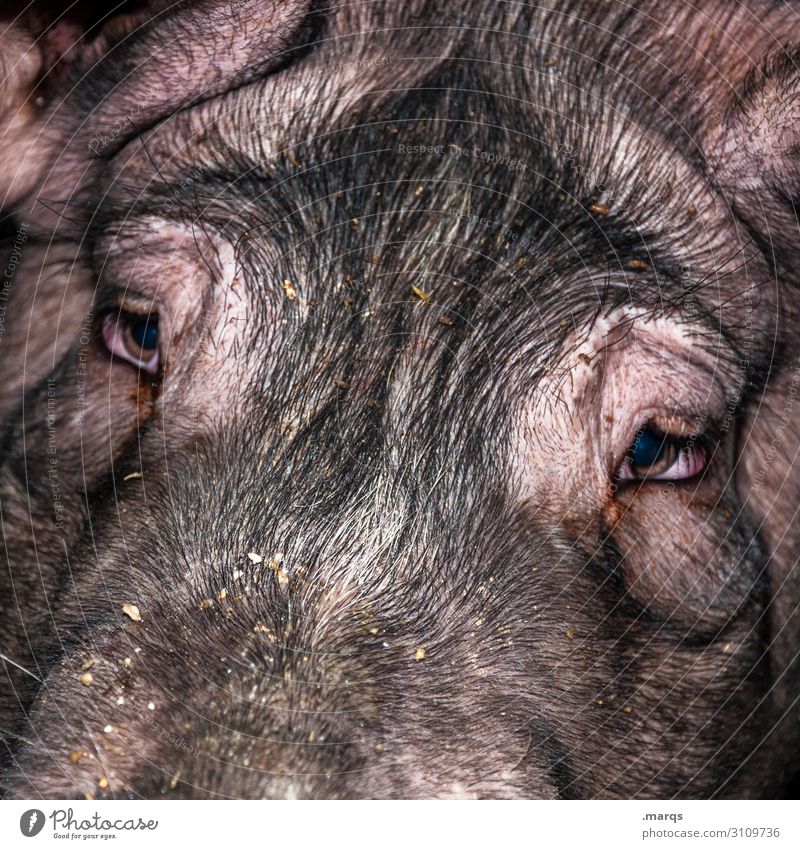 Glücksschwein Tierzucht Landwirtschaft Forstwirtschaft Nutztier Tiergesicht Schwein 1 Blick nah nachhaltig Massentierhaltung Farbfoto Detailaufnahme