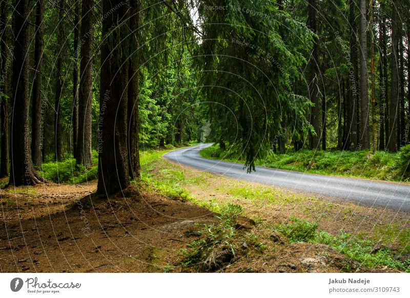 Straße durch den Wald Umwelt Natur Frühling Baum Holz beobachten wandern authentisch natürlich wild grün Zufriedenheit Abenteuer Erwartung geheimnisvoll ruhig