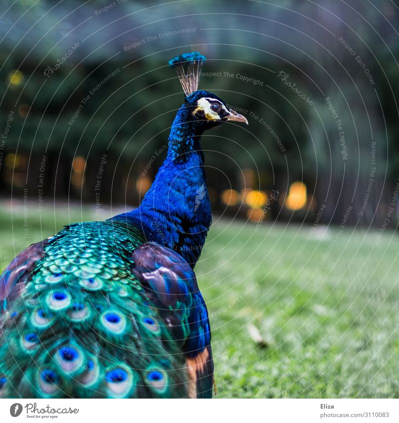 Angeber Pfau Pfauenfeder 1 Tier schön blau mehrfarbig leuchten Königlich Farbfoto Außenaufnahme Menschenleer Textfreiraum rechts Schwache Tiefenschärfe