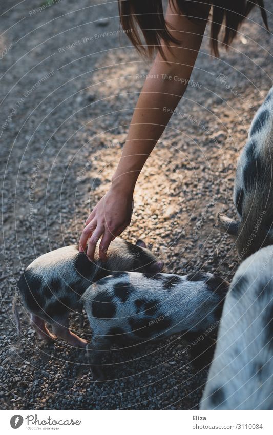 Rumferkeln Mensch Arme Hand Tier Haustier Nutztier Wildtier Zoo Streichelzoo Schwein Ferkel Tiergruppe Tierjunges Tierfamilie genießen streichen Zufriedenheit