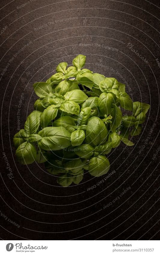 Basilikum Lebensmittel Kräuter & Gewürze Bioprodukte Vegetarische Ernährung Italienische Küche Gesunde Ernährung Pflanze Topfpflanze wählen genießen dunkel