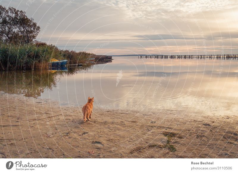 Rot getigerte Katze am Uferstrand Haustier Nutztier 1 Tier warten außergewöhnlich maritim friedlich Wachsamkeit Sehnsucht Einsamkeit Ferien & Urlaub & Reisen
