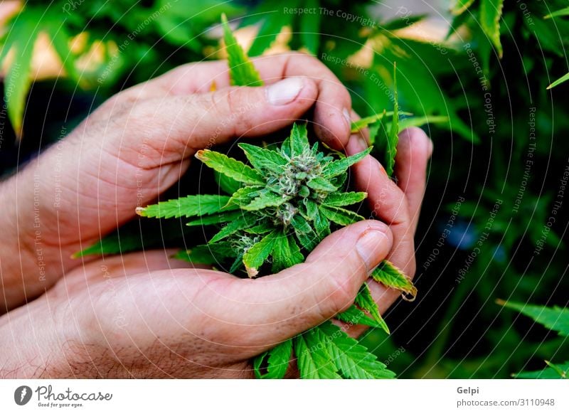 Medizinische Cannabiskultur fast erntereif Medikament Erholung Hand Pflanze Wachstum Schmerz medizinisch Abhängigkeit Gesundheit bewässert Feldfrüchte präventiv