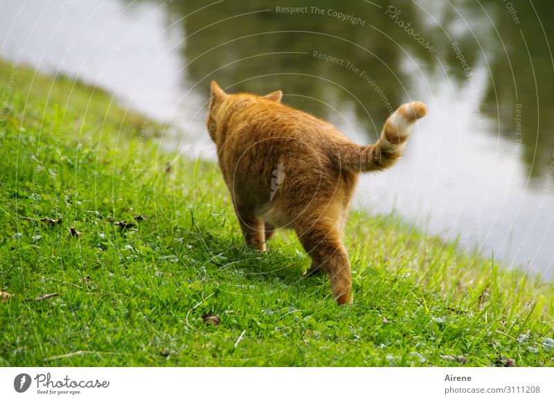 Ich schleich mich dann mal... Wiese Seeufer Flussufer Tier Haustier Katze 1 gehen Jagd schön grün orange Gelassenheit schleichen ruhig Wege & Pfade elegant