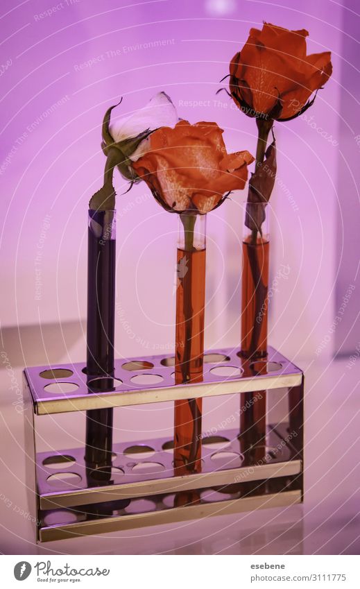 Rosen im Reagenzglas schön Medikament Dekoration & Verzierung Wissenschaften Labor Prüfung & Examen Umwelt Natur Pflanze Blume Tube Blumenstrauß frisch