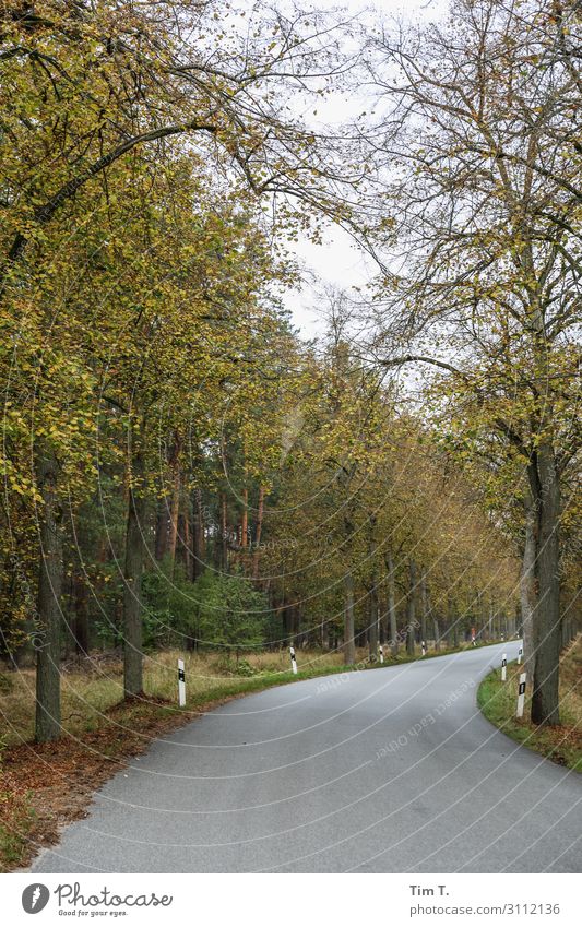 Schorfheide Umwelt Natur Landschaft Herbst Wald Menschenleer Straße Stimmung Farbfoto Außenaufnahme Morgen Tag Blick nach vorn