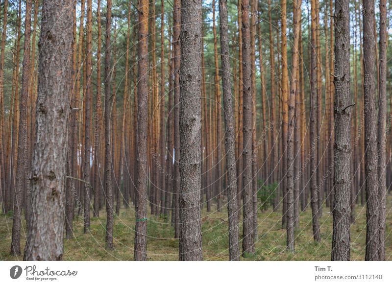 Brandenburg Umwelt Natur Herbst Baum Wald Schorfheide Menschenleer Zufriedenheit ruhig Farbfoto Außenaufnahme Morgen Tag Blick nach vorn