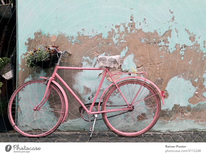 Vintage Fahrrad an türkiser Wand Florenz Altstadt Mauer Blühend rosa ruhig retro altehrwürdig Farbfoto Außenaufnahme Textfreiraum rechts Textfreiraum oben Tag