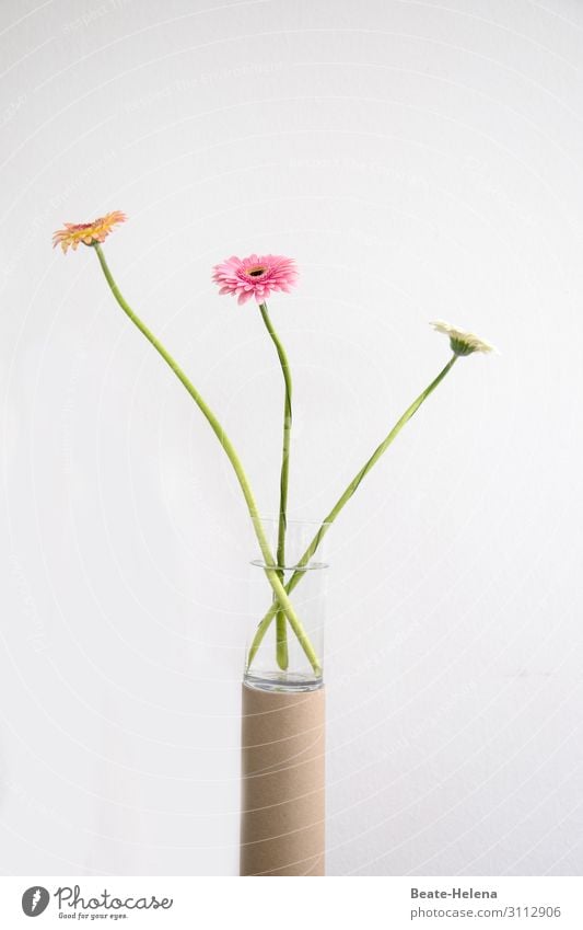 3 Gerbera-Blüten im Glas auf Papprolle Installation Pflanze Blume Kunstwerk minimalistisch karg Blühend pastellfarben langstängelig