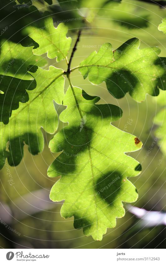 grün Pflanze Schönes Wetter Blatt Wald frisch Gesundheit natürlich positiv Gelassenheit ruhig Natur Eichenblatt Farbfoto Außenaufnahme Nahaufnahme Menschenleer