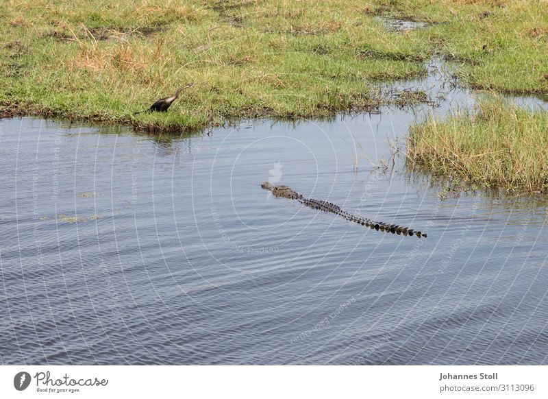 Krokodil auf dem Weg zum Vogel an Land sitzend Abenteuer Safari Tier Wasser Wiese Seeufer Flussufer Bootsfahrt Wildtier 2 Jagd Schwimmen & Baden wild gefährlich