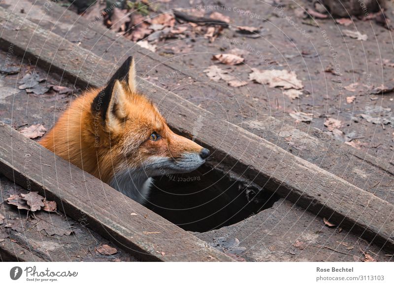 Fuchs schaut aus einem Bodenloch Tier Wildtier Tiergesicht 1 Holz Blick braun Fuchsbau herausschauen Farbfoto Außenaufnahme Textfreiraum rechts
