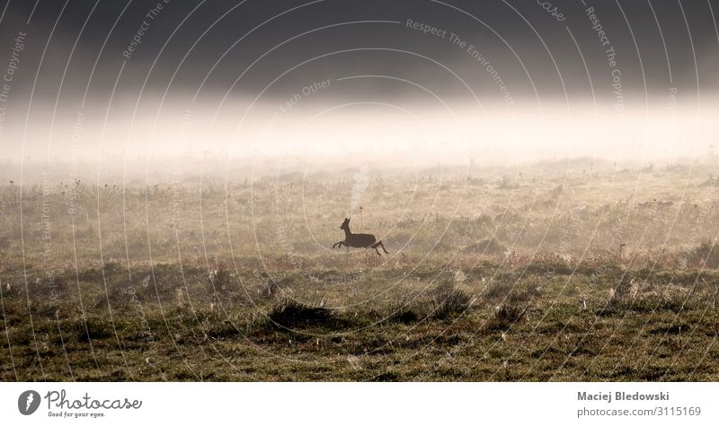 Rehwild läuft über eine Lichtung, umgeben von Morgennebel. Natur Tier Frühling Sommer Herbst Wetter Nebel Wiese Jagd Gelassenheit ruhig Rogen Hirsche