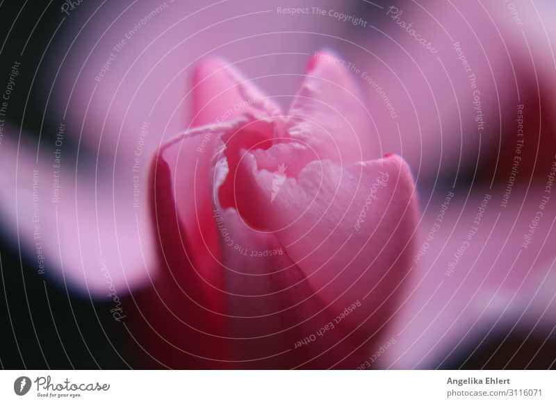 Oleanderblüte Pflanze Blüte Duft rosa Wellness Farbfoto Makroaufnahme Menschenleer Tag Sonnenlicht Schwache Tiefenschärfe Zentralperspektive
