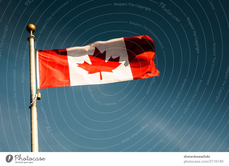 Fahne Stolz Kanada Fahnenmast Ahorn Patriotismus Identität identifizieren Farbfoto Außenaufnahme Menschenleer Tag