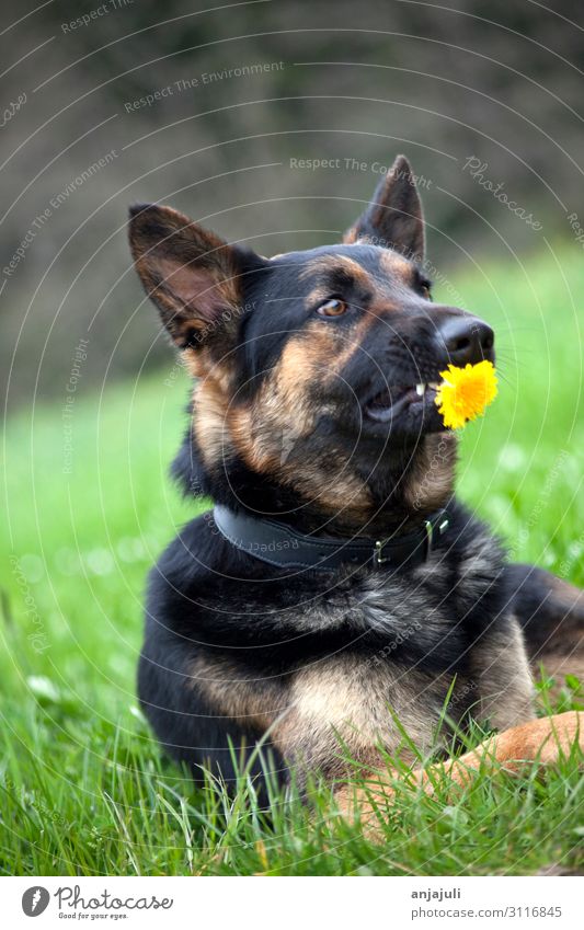 Deutscher Schäferhund mit Blume Hund hunde blume halten schenken lustig witzig humor schäferhund deutscher Schäferhund haustier Geschenk Geschenke Haustier