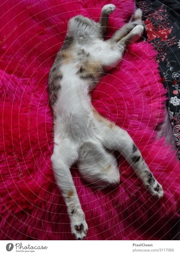schlafende Katze Lifestyle Häusliches Leben Tier Haustier 1 verrückt schön rosa rot Stimmung Farbfoto Innenaufnahme Detailaufnahme Tierporträt