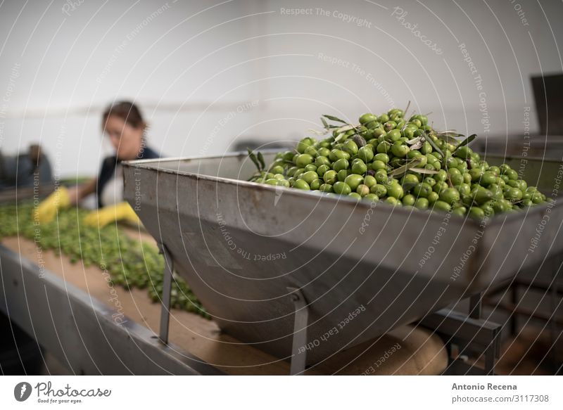 Grüne Oliven Frucht Arbeit & Erwerbstätigkeit Beruf Arbeitsplatz Fabrik Industrie Business Frau Erwachsene Arme Pflanze Verpackung frisch grün Schutz Kontrolle