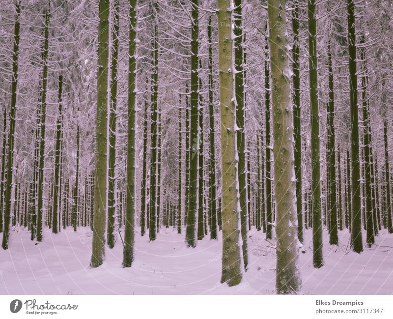Winterwald Umwelt Natur Landschaft Urelemente Erde Schnee Baum Wald Erholung frieren kalt natürlich Eifel Farbfoto Gedeckte Farben Außenaufnahme Tag Licht