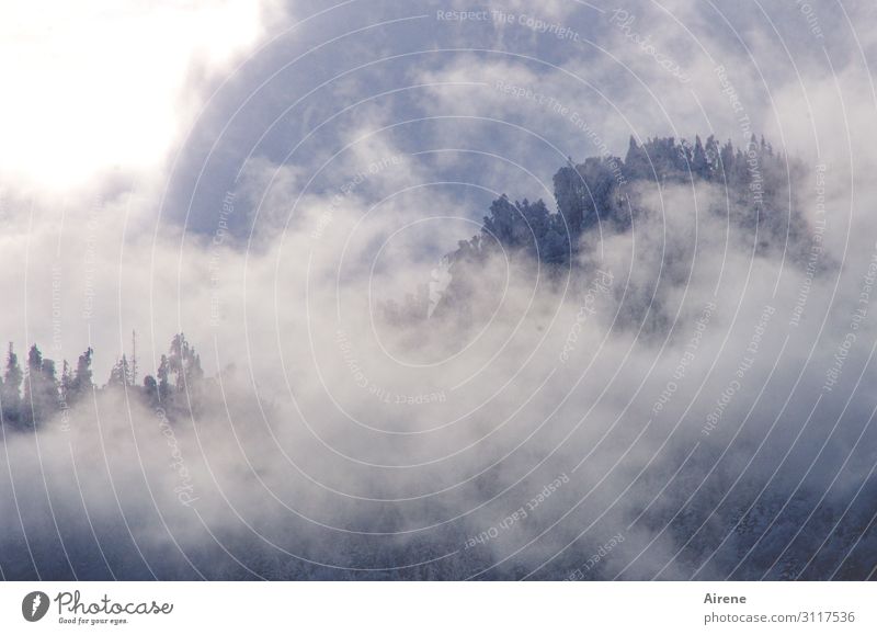 wenn der Schleier fällt Umwelt Natur Wolken Herbst Winter Wetter schlechtes Wetter Nebel Alpen Berge u. Gebirge Gipfel Bergwald frieren außergewöhnlich dunkel