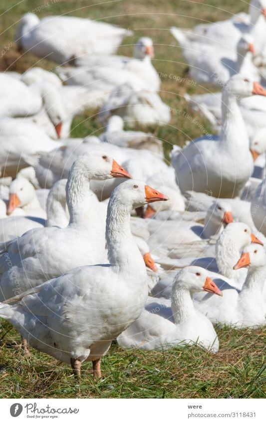 A flock of white geese in the meadow Natur Tier Tiergruppe Herde frei weiß Tradition Christmas dinner Christmas goose Martin goose animal animal husbandry