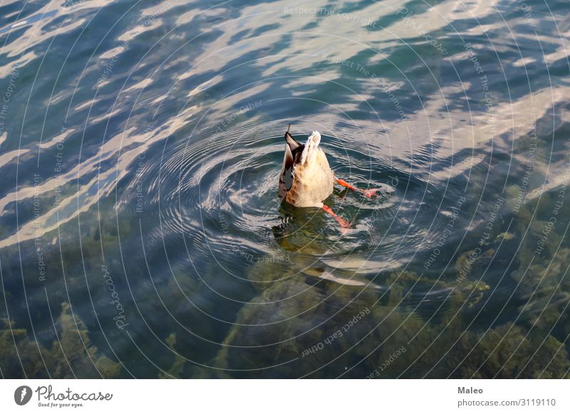 Wilde graue Ente auf dem See Tier Vogel Feder Natur Teich Wasser Entenvögel Wildtier wild Fluss Vogelgrippe Schnabel Schwimmen & Baden Im Wasser treiben tauchen