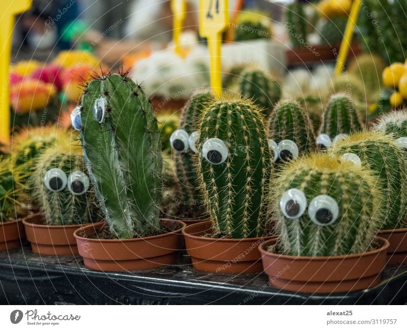 Lustiger Kaktus mit Augen auf einem Markt - ein lizenzfreies Stock
