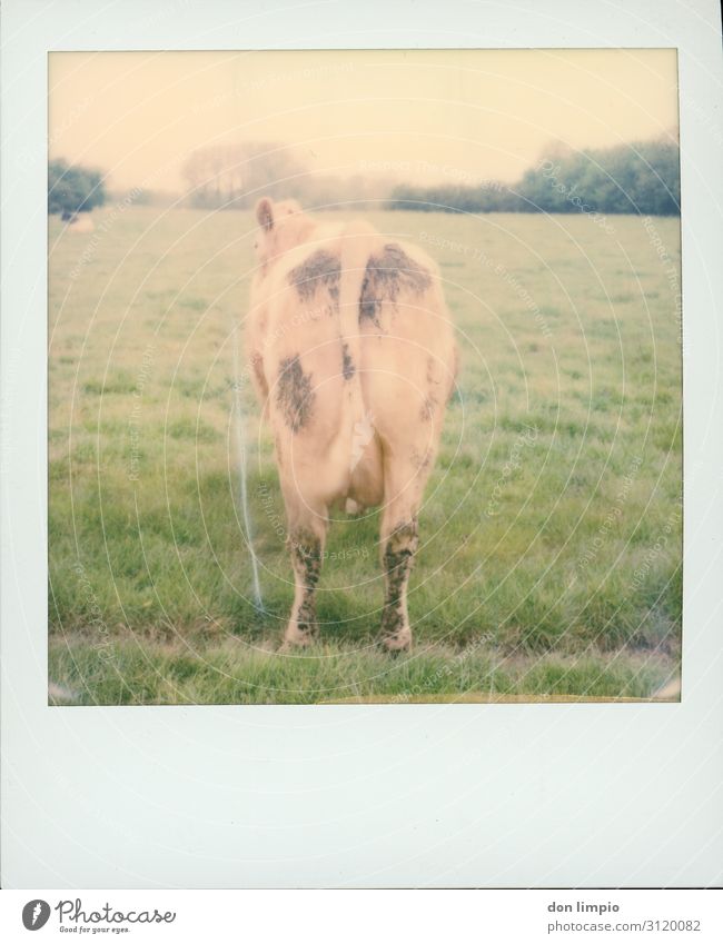 lisa Landwirtschaft Forstwirtschaft Sommer Feld Tier Nutztier Kuh 1 stehen warten eckig Idylle Natur stagnierend Landschaft hinten Polaroid Farbfoto