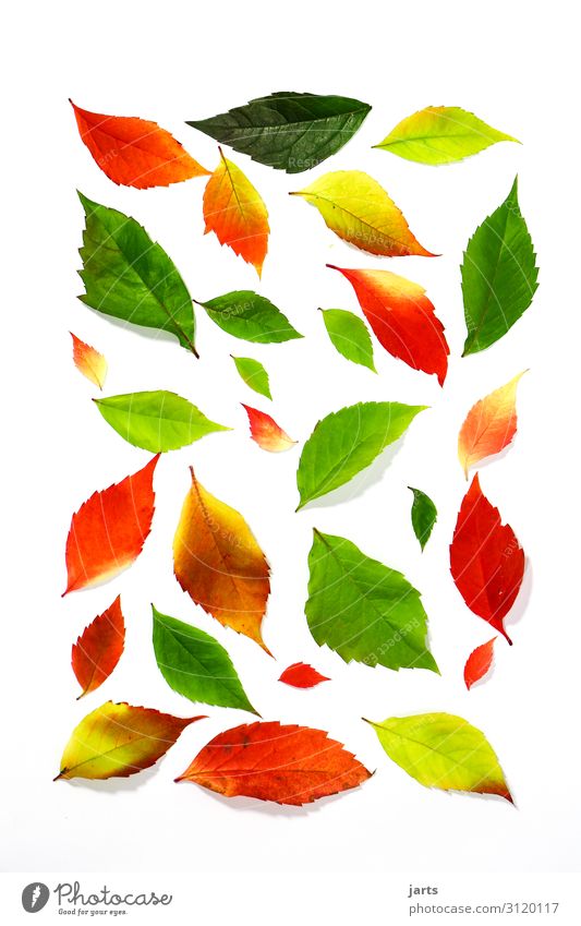 bunte blätter Herbst Pflanze Blatt liegen nachhaltig natürlich positiv mehrfarbig gelb gold grün orange rot Natur Farbfoto Innenaufnahme Studioaufnahme