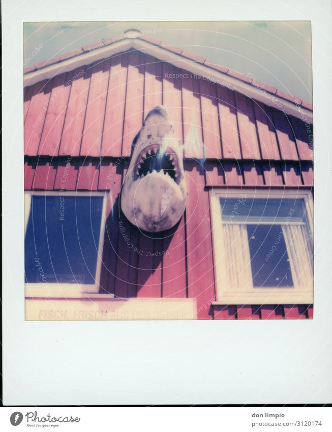 follow your instinct... Verlierer Natur Dorf Haus Hütte Architektur Fassade Tier Totes Tier Haifisch 1 Souvenir Appetit & Hunger Farbfoto Außenaufnahme Polaroid