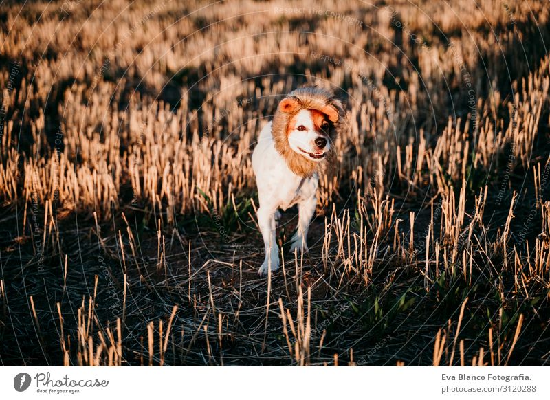 süßer kleiner Jack-Russell-Terrier-Hund in einem gelben Feld bei Sonnenuntergang. Ein lustiges Löwenkönigskostüm auf dem Kopf tragend. Haustiere im Freien und Humor