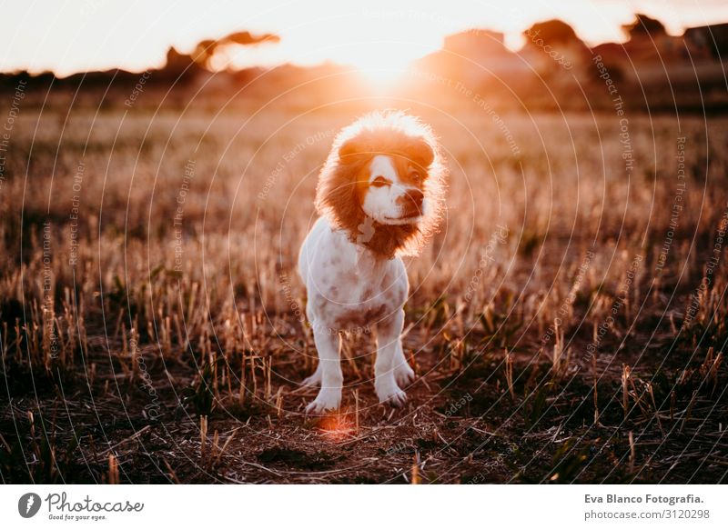 süßer kleiner Jack-Russell-Terrier-Hund in einem gelben Feld bei Sonnenuntergang. Ein lustiges Löwenkönigskostüm auf dem Kopf tragend. Haustiere im Freien und Humor