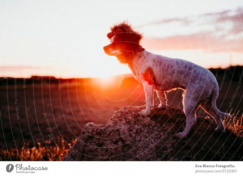 süßer kleiner Jack-Russell-Terrier-Hund auf einem Felsen bei Sonnenuntergang. Ein lustiges Löwenkönigskostüm auf dem Kopf tragend. Haustiere im Freien und Humor