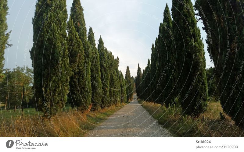Zypressenallee Tourismus Sommer Natur Himmel Herbst Baum Park Hügel Allee Italien Toskana lang blau grau grün Mut Tatkraft Beginn ästhetisch Zufriedenheit