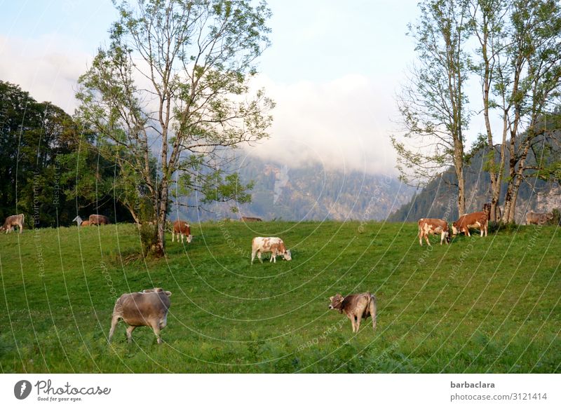 weitsichtig | Alpenpanorama Landschaft Himmel Sommer Herbst Wiese Wald Berge u. Gebirge Allgäuer Alpen Kuh Tiergruppe Fressen stehen frisch hell grün Stimmung