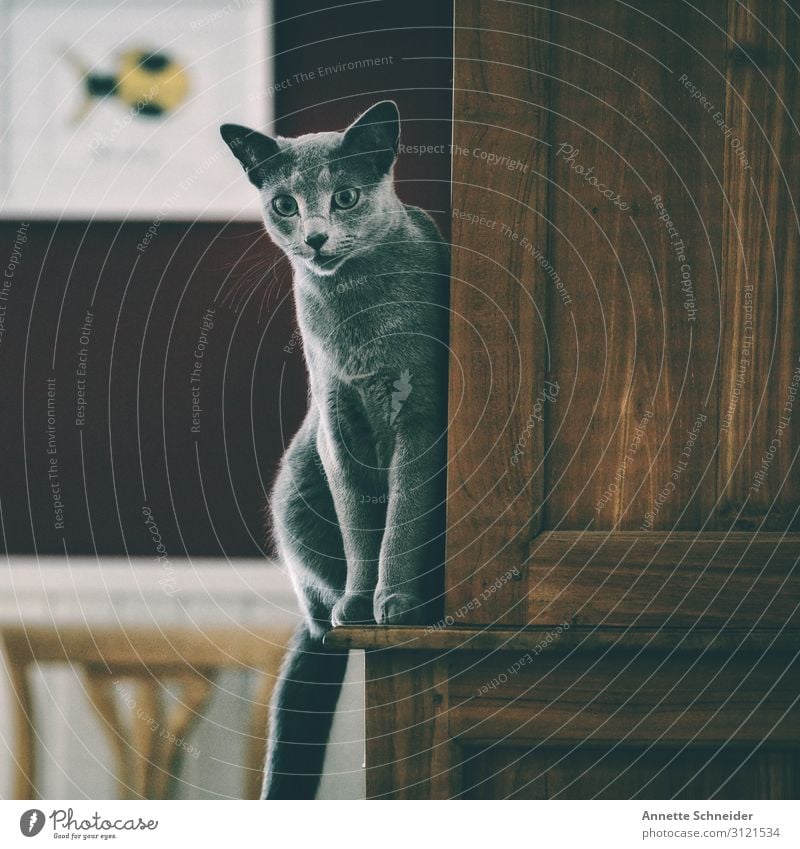 Katze balanciert auf Schrank Haustier 1 Tier braun grau rot Farbfoto Gedeckte Farben Tierporträt Blick nach vorn
