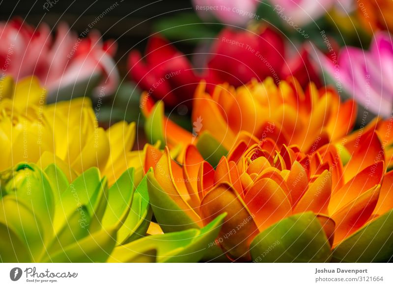 Lotusblume Ferien & Urlaub & Reisen Tourismus Pflanze Blume schön Asien China farbenfroh bunte Blume Jokhang-Tempel Lhasa Das Wahrzeichen von Lhasa lhasa tibet