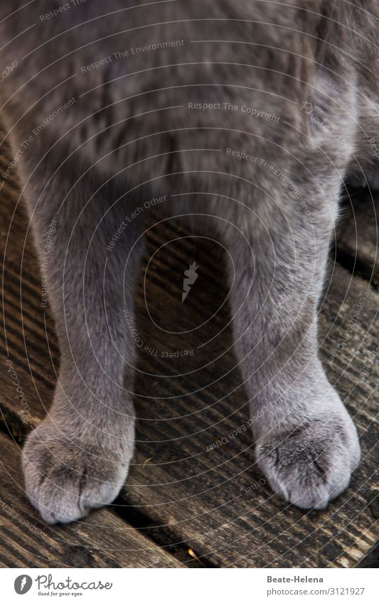 Zeigt her eure Füße ... graue Katzenpfötchen Pfoten Katzenpfoten Tier Haustier reizvoll Reinrassig gepflegt Maniküre schön Fell zart Hauskatze niedlich