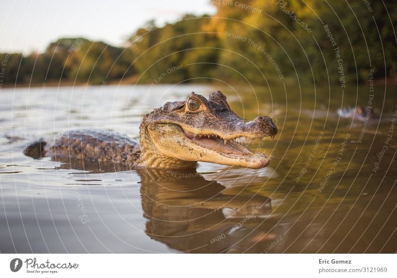 Kleiner Aligator, der im Wasser lächelt. Natur Sommer Seeufer Flussufer Tier Tiergesicht 1 Tierjunges Kommunizieren Schwimmen & Baden exotisch Glück schön