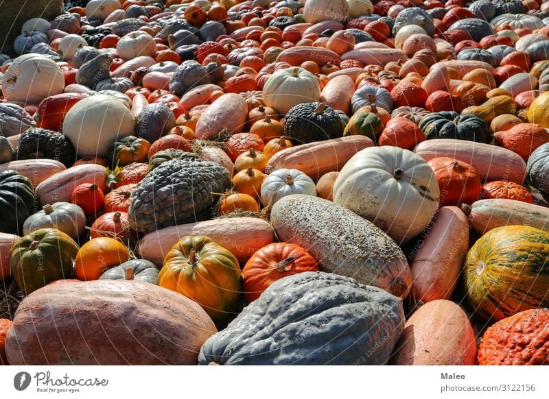 Frische Biokürbise auf einem Agrarmarkt des im Herbst Basar Bioprodukte Biologische Landwirtschaft mehrfarbig Essen zubereiten Bauernhof Lebensmittel frisch