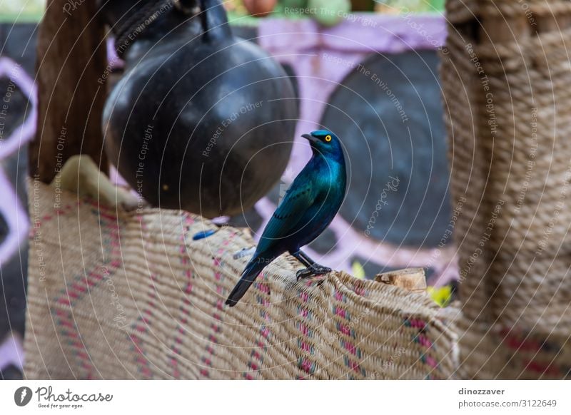 Schöner Großer Blauohr-Starvogel, Äthiopien schön Natur Tier Vogel lang natürlich wild blau gelb schwarz Farbe Tierwelt Blauohrstar größer Gehör Feder