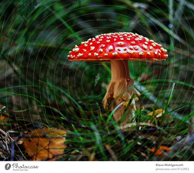 Ein Männlein steht im Walde ...... Lebensmittel Umwelt Natur Pflanze Herbst Gras Pilz Fliegenpilz Wachstum exotisch grün rot weiß Gift Farbfoto Außenaufnahme
