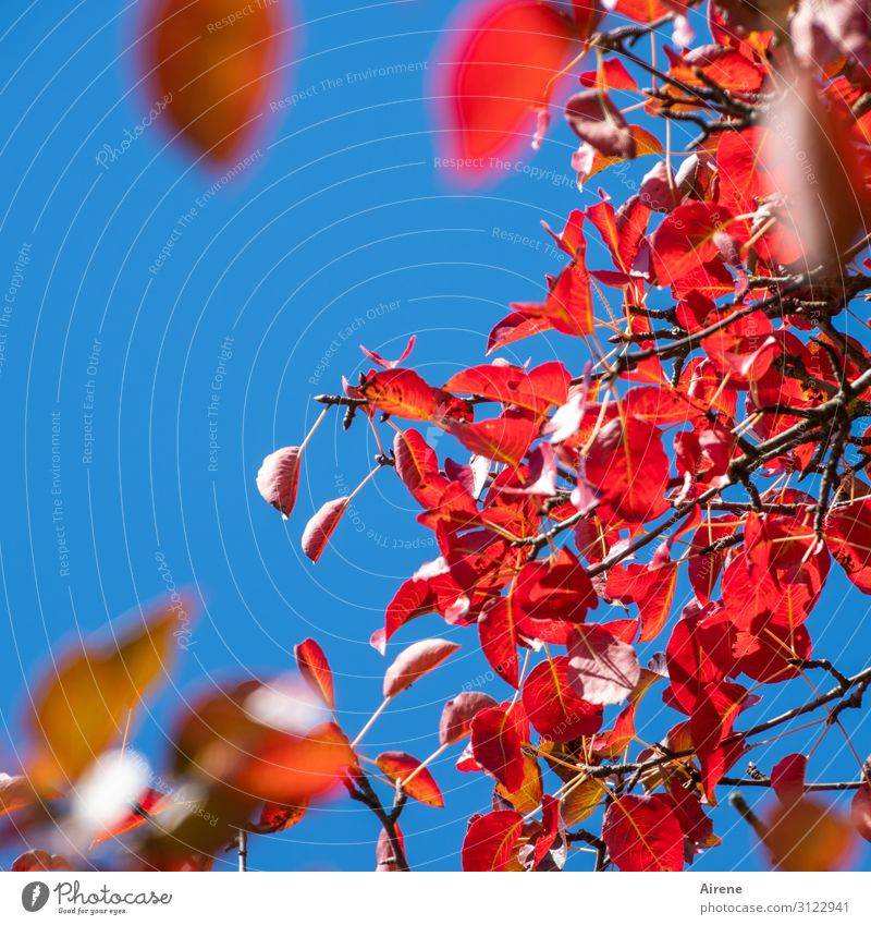 in der goldenen Herbsteszeit Himmel Wolkenloser Himmel Schönes Wetter Baum Blatt Nutzpflanze Herbstlaub Zweige u. Äste Birnbaum Birnbaumblatt hängen leuchten