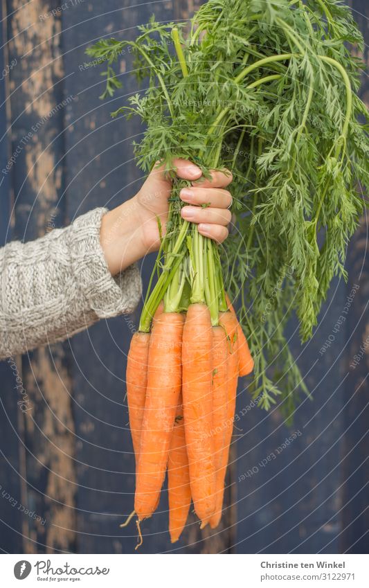 ausgestreckter Arm einer jungen Frau mit einem Bund Möhren in der Hand Karotten Lebensmittel Gemüse Ernährung Bioprodukte Vegetarische Ernährung feminin